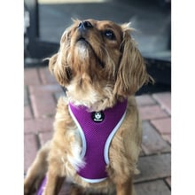 Easyfit Dog Harness